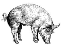 SCHWEIN1.TIF
