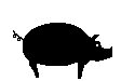 SCHWEIN.TIF