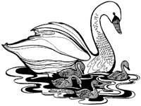 SCHWAN.TIF
