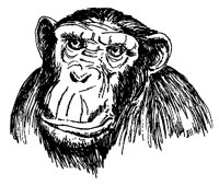 SCHIMPA1.TIF