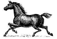 PFERD20.TIF