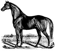 PFERD08.TIF