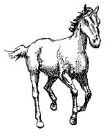 PFERD07.TIF