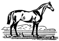 PFERD03.TIF