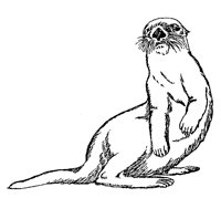 OTTER01.TIF