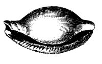 MUSCHEL9.TIF