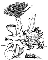 MUSCHEL8.TIF