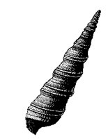 MUSCHEL7.TIF