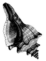 MUSCHEL6.TIF