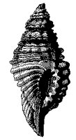 MUSCHEL3.TIF