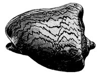 MUSCHEL2.TIF
