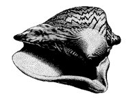 MUSCHEL1.TIF