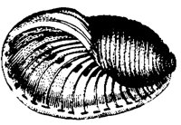 MUSCHEL0.TIF