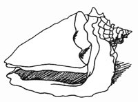 MUSCHEL.TIF