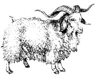 MUFLON.TIF