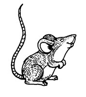 MAUS3.TIF