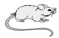 MAUS1.TIF