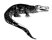 KROKO6.TIF