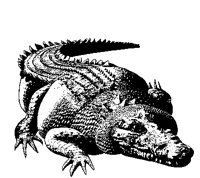 KROKO5.TIF
