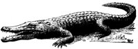 KROKO4.TIF