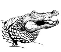 KROKO3.TIF