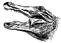 KROKO2.TIF