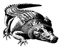 KROKO1.TIF
