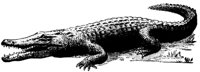 KROKO.TIF