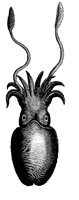 KRAKE3.TIF