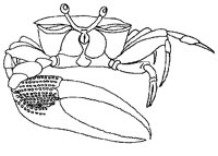 KRABBE1.TIF