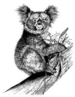 KOALA4.TIF