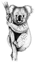 KOALA3.TIF
