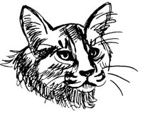 KATZE12.TIF
