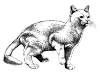 KATZE08.TIF