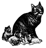 KATZE06.TIF