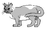 KATZE01.TIF