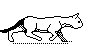 KATZE.TIF