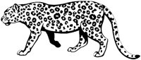 JAGUAR.TIF