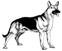 HUND3.TIF