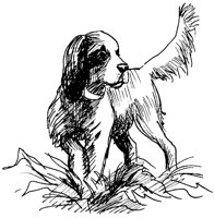 HUND2.TIF