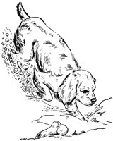 HUND1.TIF