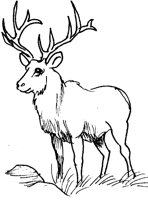 HIRSCH10.TIF