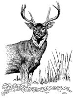 HIRSCH09.TIF