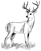 HIRSCH07.TIF