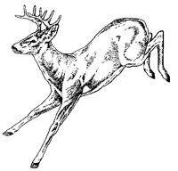 HIRSCH06.TIF