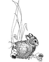 HASE06.TIF