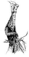 GORILLA3.TIF