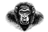 GORILLA1.TIF