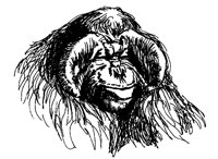 GORILLA.TIF