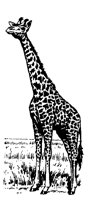 GIRAFFE8.TIF